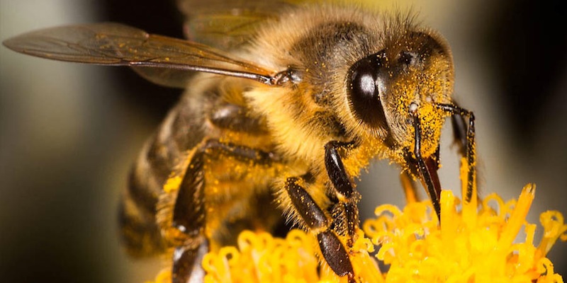 alimento para abejas